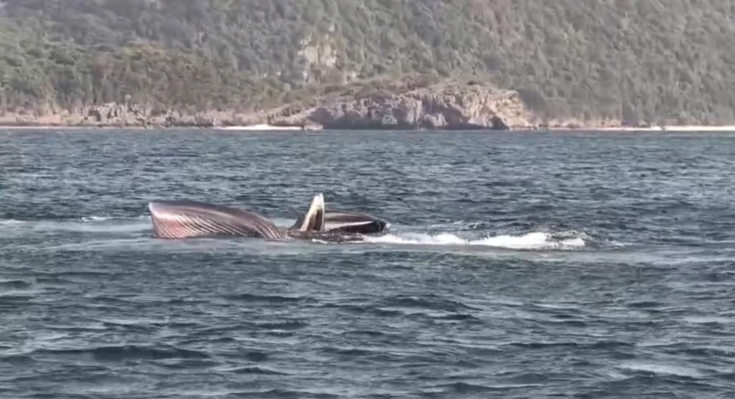 3 วาฬบรูด้า โผล่ว่ายน้ำอวดโฉมโชว์ จนท.อุทยานฯ หมู่เกาะอ่างทอง