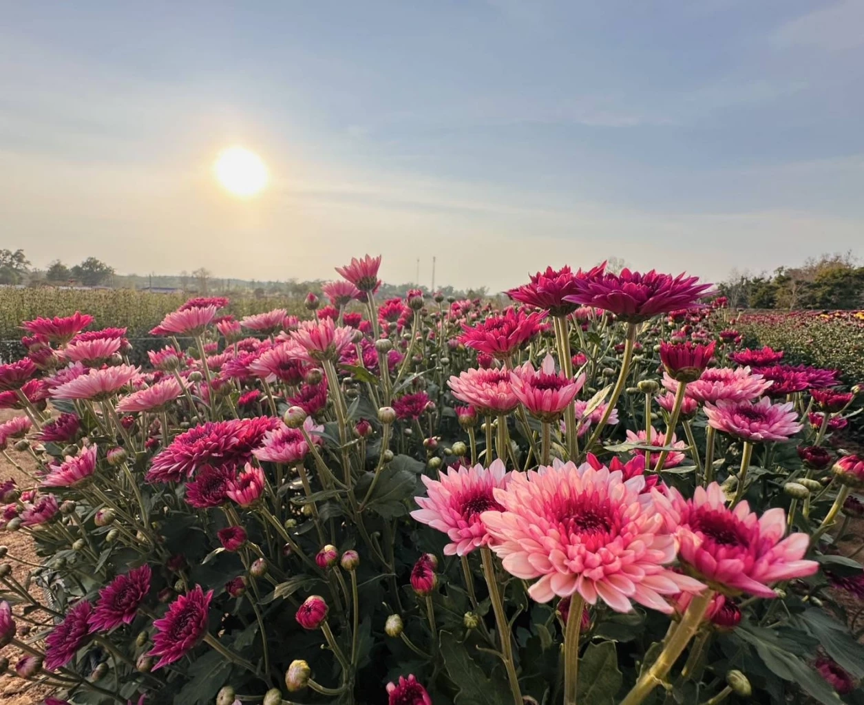 ส่องกิจกรรม "เทศกาลเบญจมาศบานในม่านหมอก ครั้งที่ 23" ที่โคราช มีอะไรบ้างไม่ควรพลาด