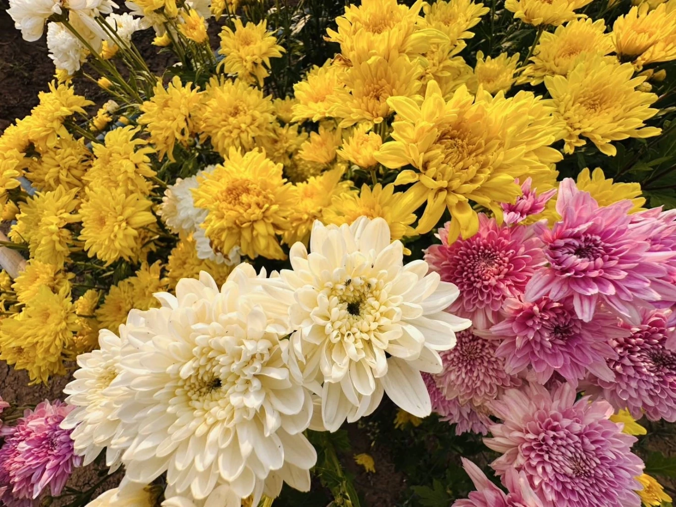 ส่องกิจกรรม "เทศกาลเบญจมาศบานในม่านหมอก ครั้งที่ 23" ที่โคราช มีอะไรบ้างไม่ควรพลาด