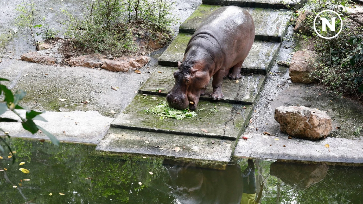 15 กุมภาพันธ์ วันฮิปโปโลก! ฉลองความน่ารักของยักษ์ใหญ่แห่งสายน้ำ