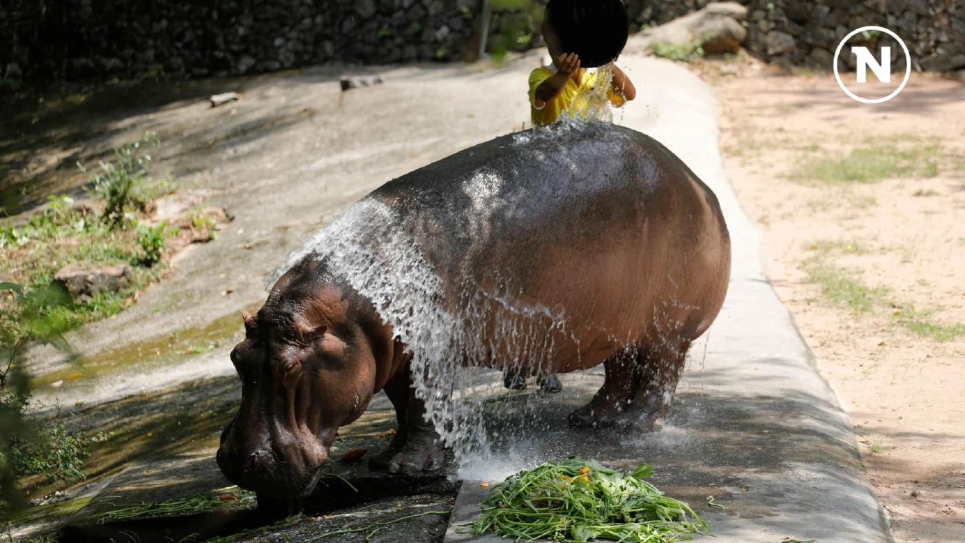 15 กุมภาพันธ์ วันฮิปโปโลก! ฉลองความน่ารักของยักษ์ใหญ่แห่งสายน้ำ