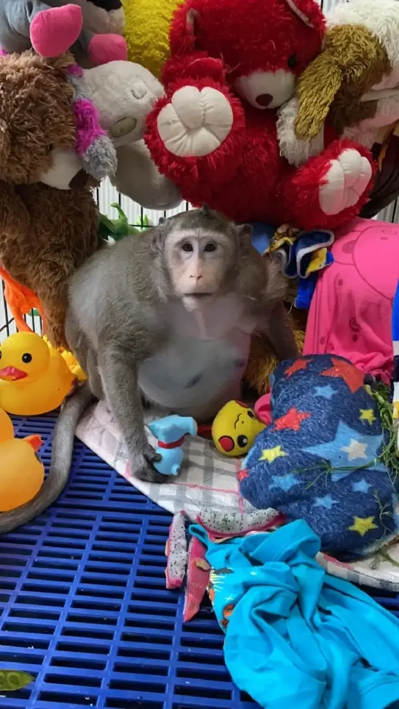 ดราม่า “ประธานจ๋อ” กรมอุทยานฯ แนะแนวทางขอตัวกลับคืนวัด