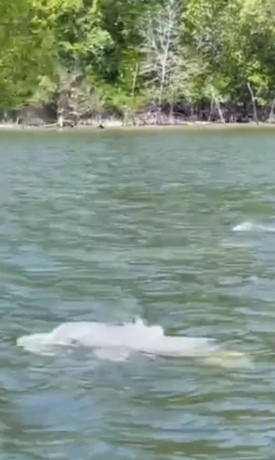 "ฝูงโลมาอิรวดี" กว่า 10 ตัว โผล่อวดโฉมคลองท่าจีน สะท้อนความอุดมสมบูรณ์ของพื้นที่