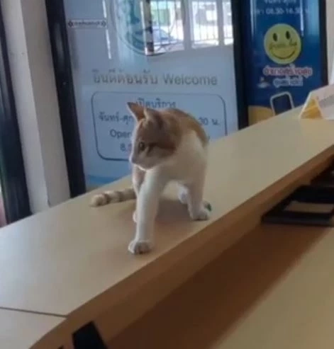 แมวใครหายไหม? พบเหมียวส้ม ที่อำเภอทัพทัน จนท.วอนช่วยตามหาเจ้าของ