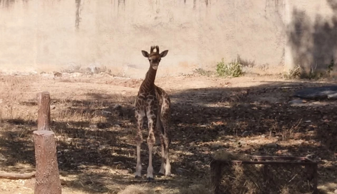 สวนสัตว์เชียงใหม่ เปิดตัวสมาชิกใหม่ "ลูกยีราฟ" พร้อมชวนโหวตชื่อ ลุ้นรางวัล