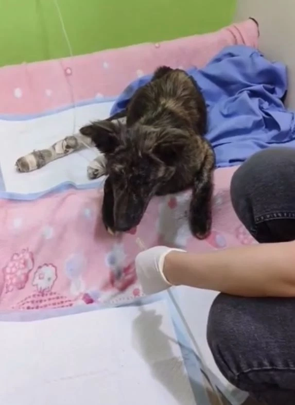 ธารน้ำใจช่วย เจ้าลัคกี้ สุนัขสู้ชีวิต ล่าสุดถึงมือหมอแล้ว