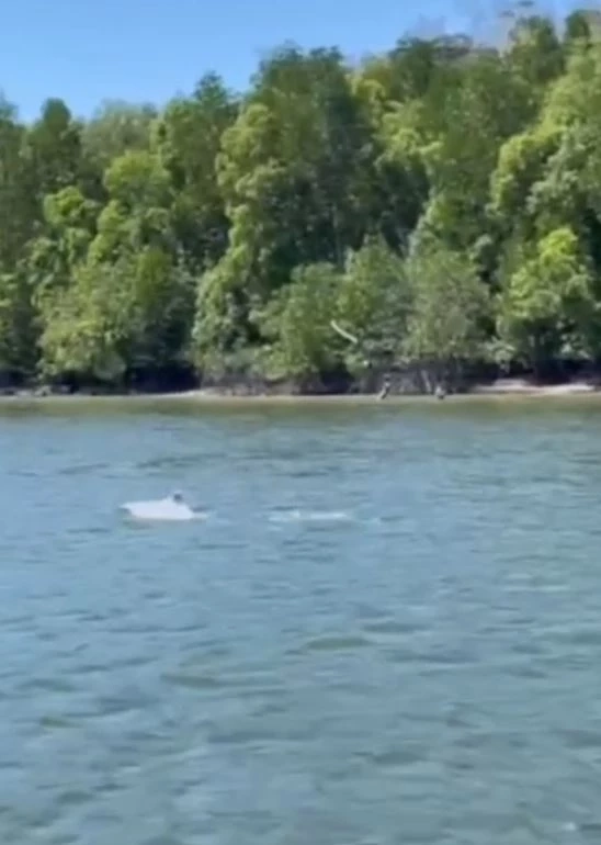 "ฝูงโลมาอิรวดี" กว่า 10 ตัว โผล่อวดโฉมคลองท่าจีน สะท้อนความอุดมสมบูรณ์ของพื้นที่