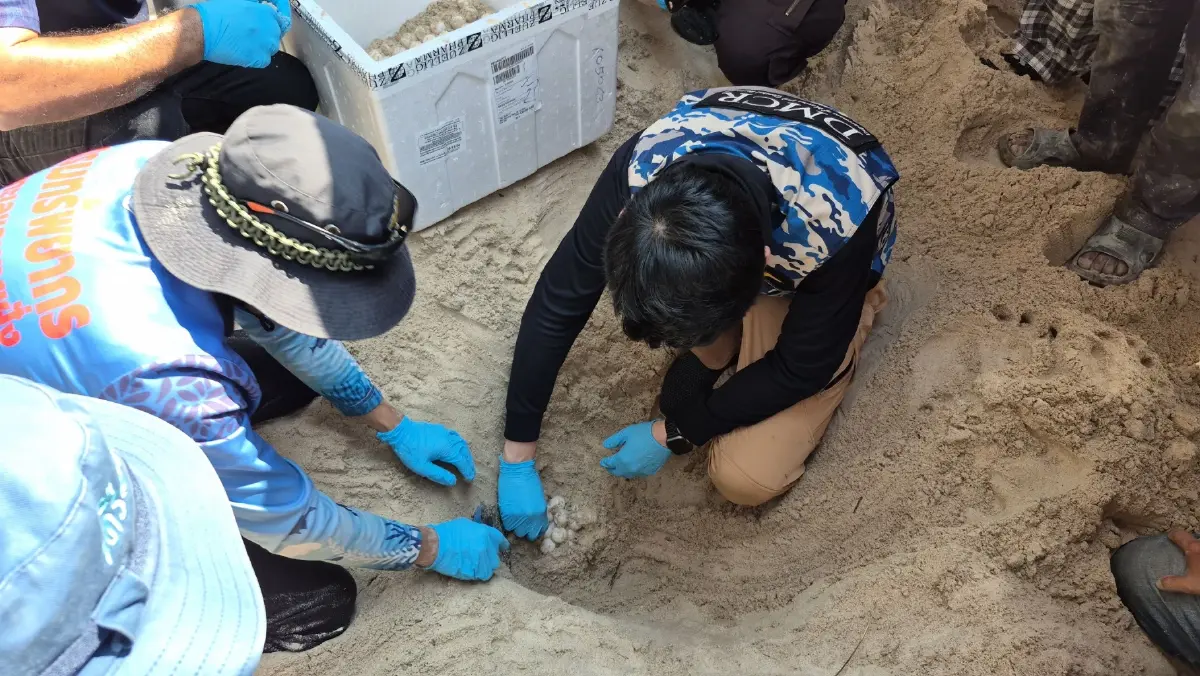 พบ "เต่ากระ" โผล่ขึ้นวางไข่ที่หาดเทียน เกาะล้าน