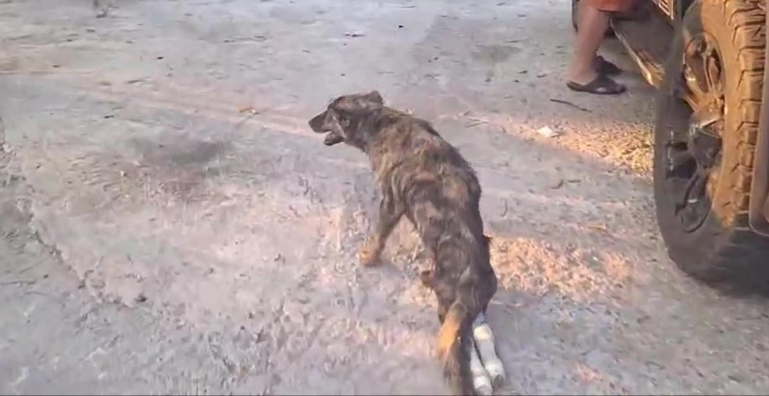 ธารน้ำใจช่วย "เจ้าลัคกี้" สุนัขถูกรถชน เดินขาลากขอข้าวกิน ล่าสุดถึงมือหมอแล้ว