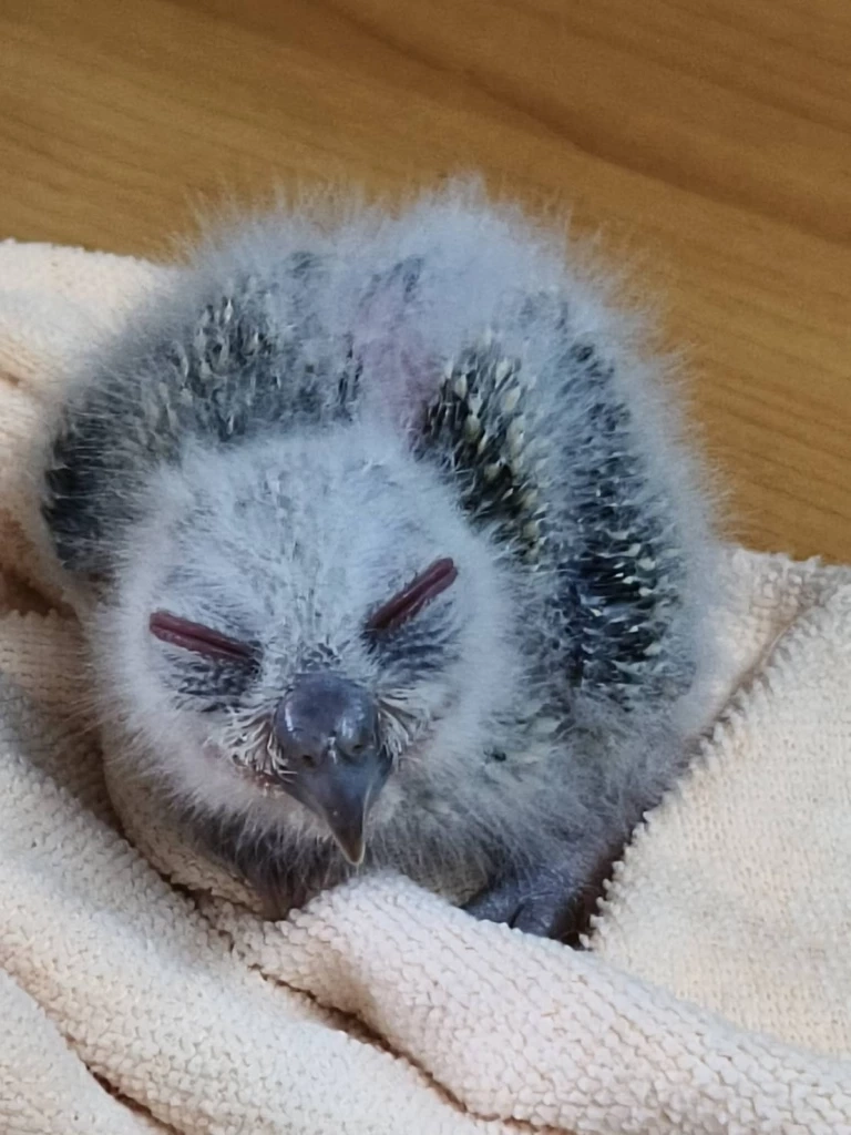 ขอบคุณภาพ : สำนักบริหารพื้นที่อนุรักษ์ที่ 12 นครสวรรค์