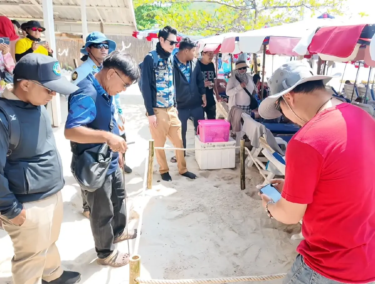 พบ "เต่ากระ" โผล่ขึ้นวางไข่ที่หาดเทียน เกาะล้าน
