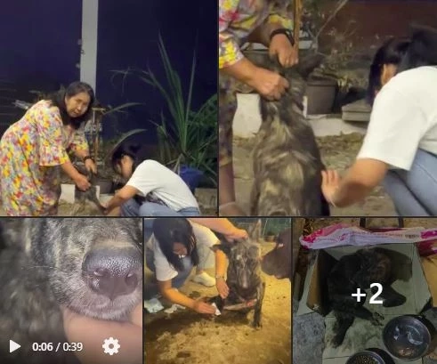 สงสารจับใจ "เจ้าลัคกี้" สุนัขถูกรถชน สู้ชีวิต เดินลากขา ไปขอข้าวชาวบ้านกิน