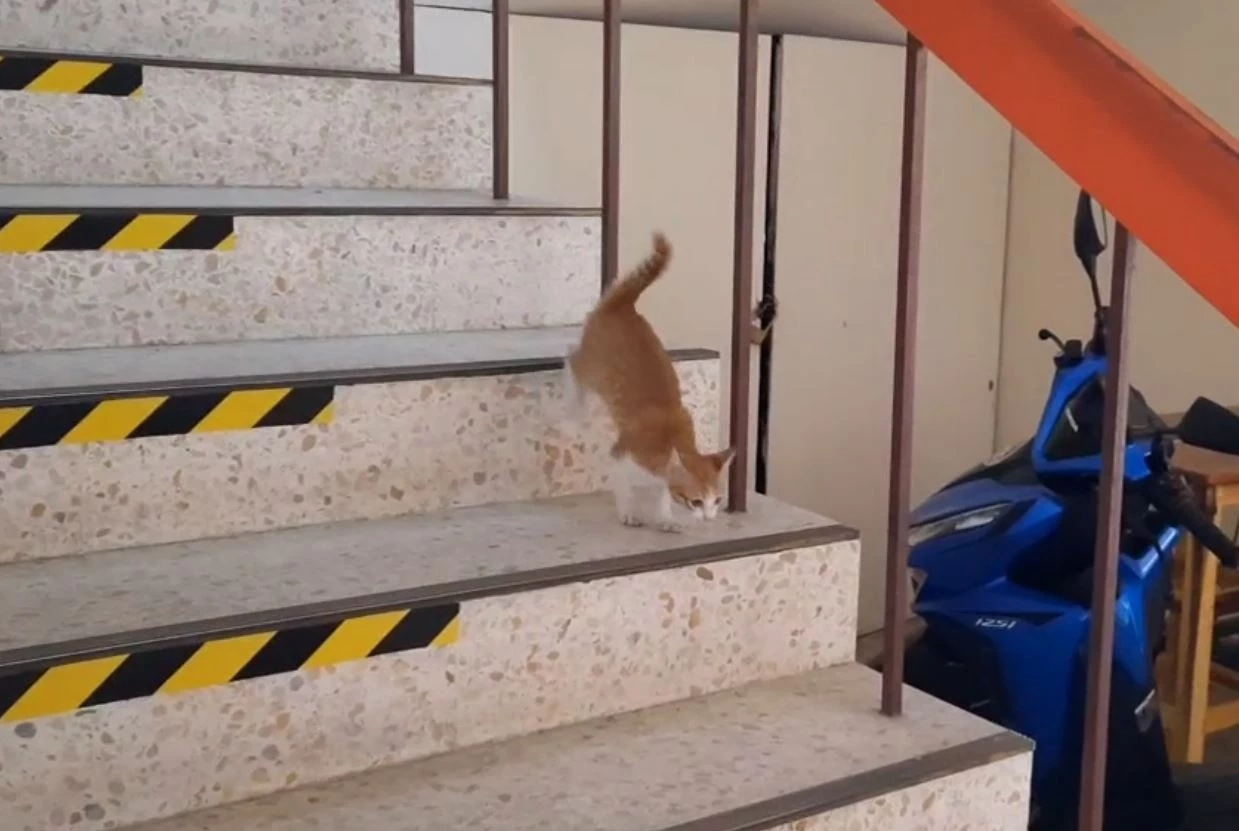 แมวใครหายไหม? พบเหมียวส้ม ที่อำเภอทัพทัน จนท.วอนช่วยตามหาเจ้าของ