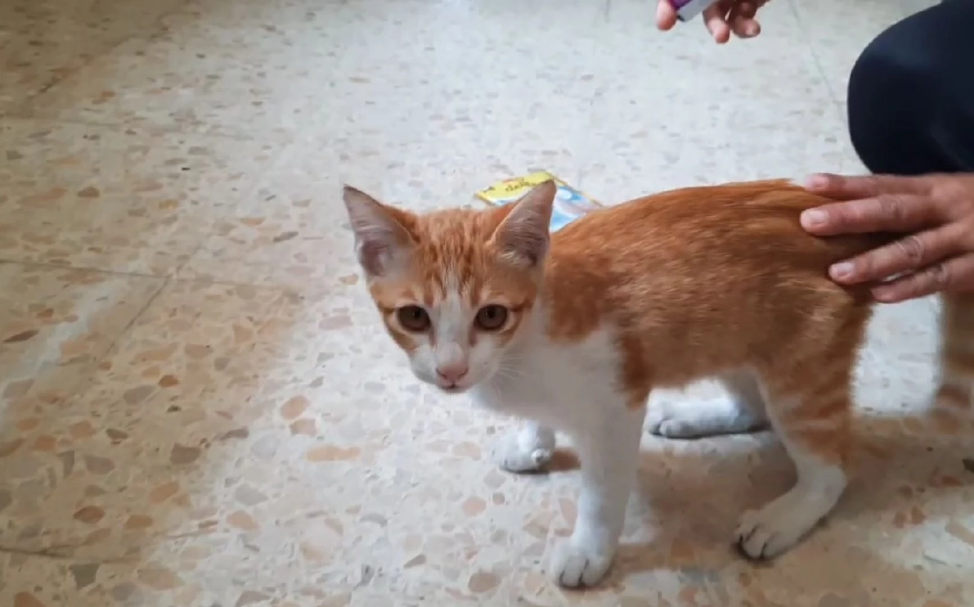 แมวใครหายไหม? พบเหมียวส้ม ที่อำเภอทัพทัน จนท.วอนช่วยตามหาเจ้าของ