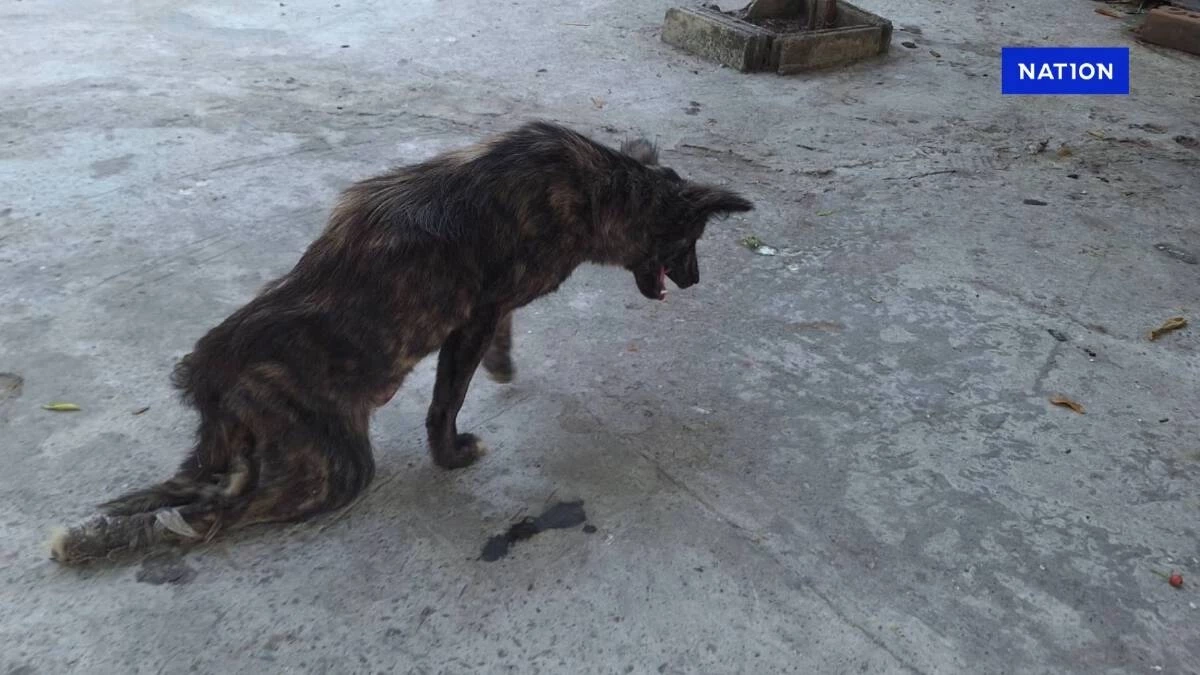 เจ้าลัคกี้ สุนัขสู้ชีวิต