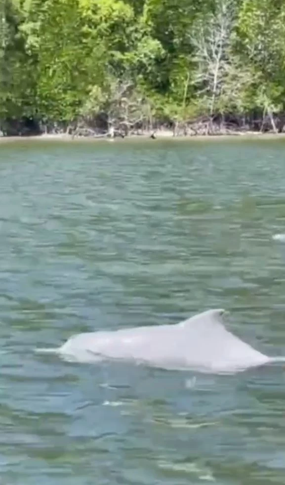 "ฝูงโลมาอิรวดี" กว่า 10 ตัว โผล่อวดโฉมคลองท่าจีน สะท้อนความอุดมสมบูรณ์ของพื้นที่