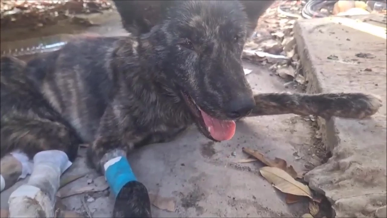 ธารน้ำใจช่วย "เจ้าลัคกี้" สุนัขถูกรถชน เดินขาลากขอข้าวกิน ล่าสุดถึงมือหมอแล้ว