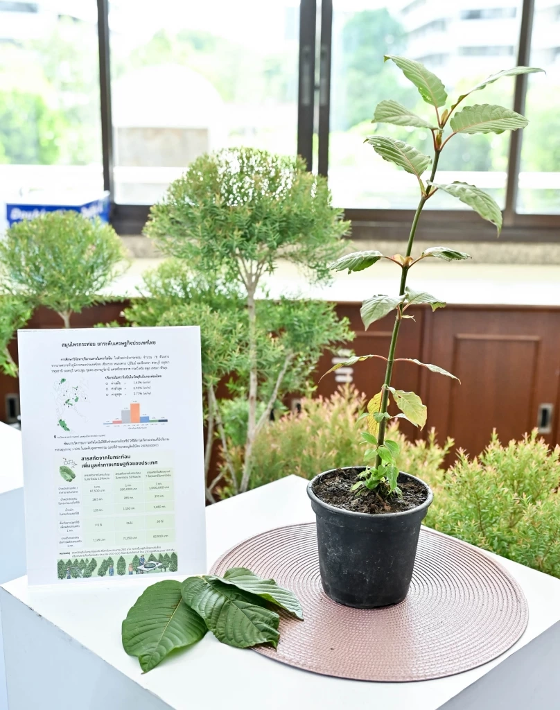 ดันกระท่อมไทยไปโกอินเตอร์! ยกระดับเศรษฐกิจและสร้างรายได้เกษตรกรไทย