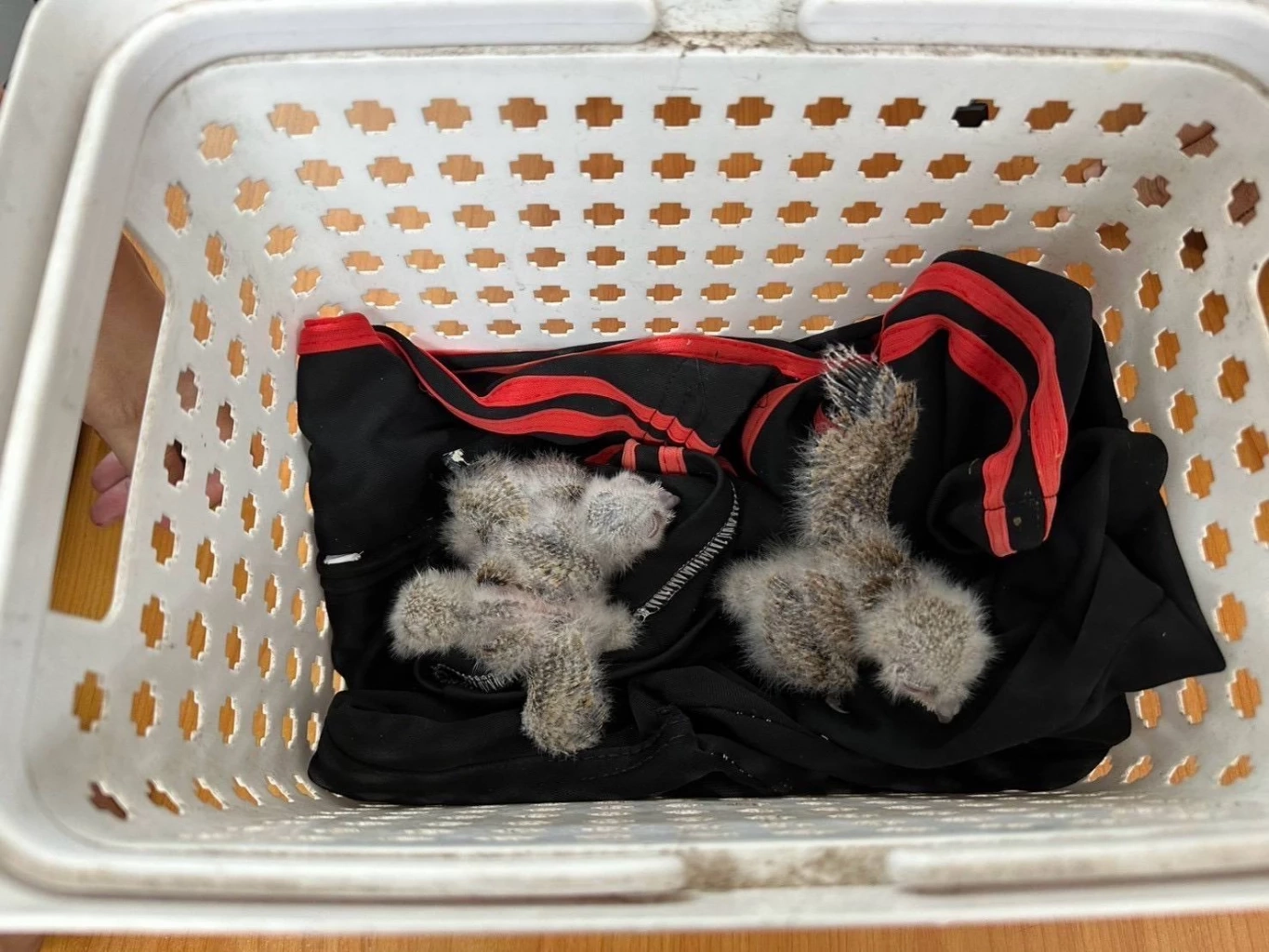 ขอบคุณภาพ : สำนักบริหารพื้นที่อนุรักษ์ที่ 12 นครสวรรค์