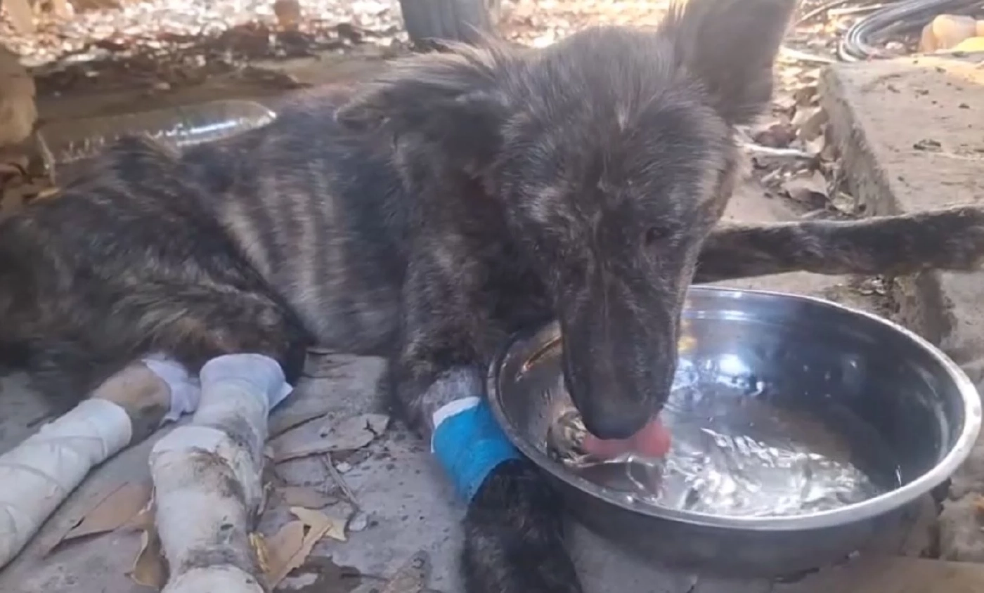 ธารน้ำใจช่วย "เจ้าลัคกี้" สุนัขถูกรถชน เดินขาลากขอข้าวกิน ล่าสุดถึงมือหมอแล้ว