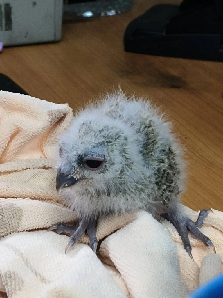 ขอบคุณภาพ : สำนักบริหารพื้นที่อนุรักษ์ที่ 12 นครสวรรค์