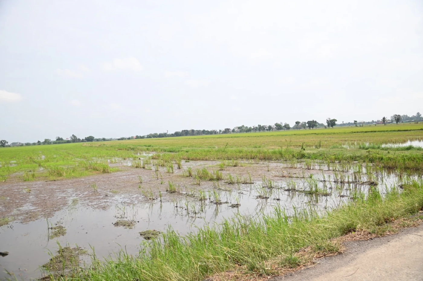 พาณิชย์ลงพื้นที่ฉะเชิงเทรา ยันดูแลพี่น้องชาวนาช่วยคุมต้นทุน