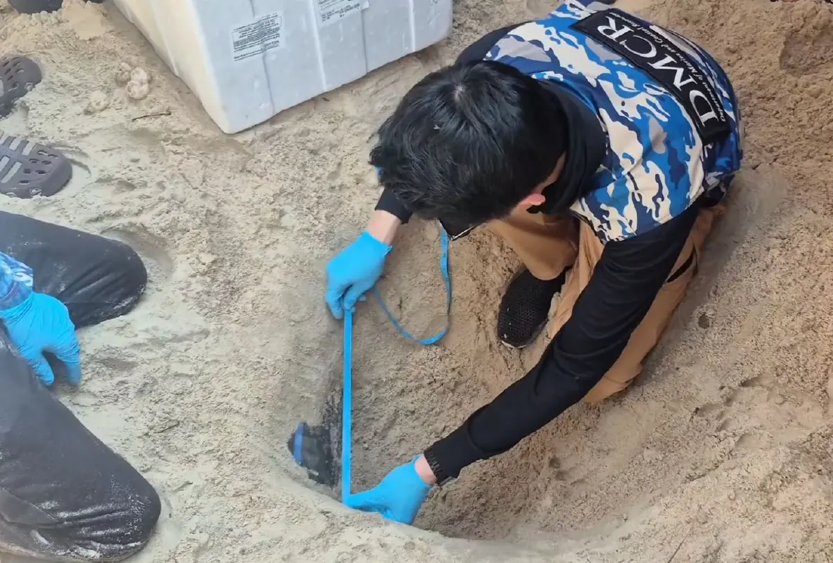 พบ "เต่ากระ" โผล่ขึ้นวางไข่ที่หาดเทียน เกาะล้าน