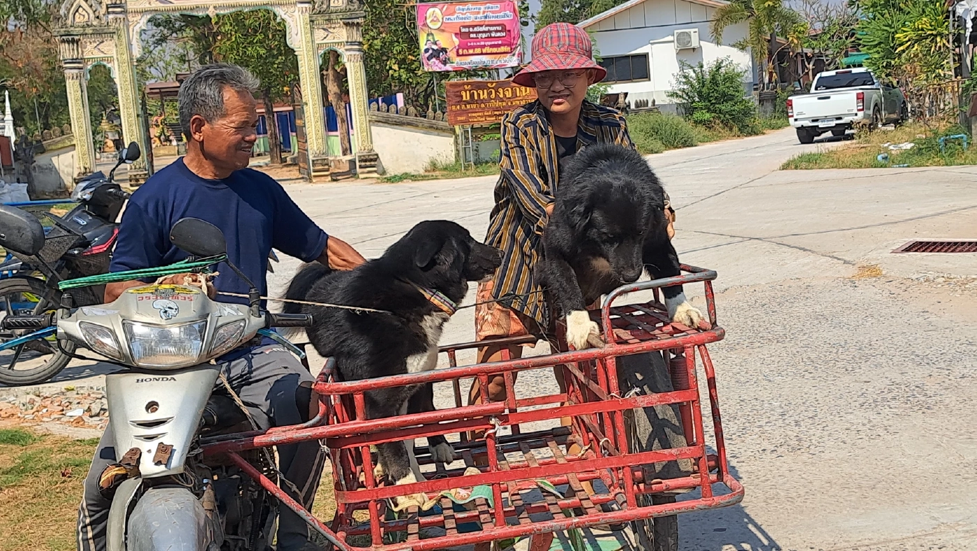 ประกาศเขตโรคระบาดชั่วคราว หลังพบโคเนื้อตายด้วยโรคพิษสุนัขบ้า