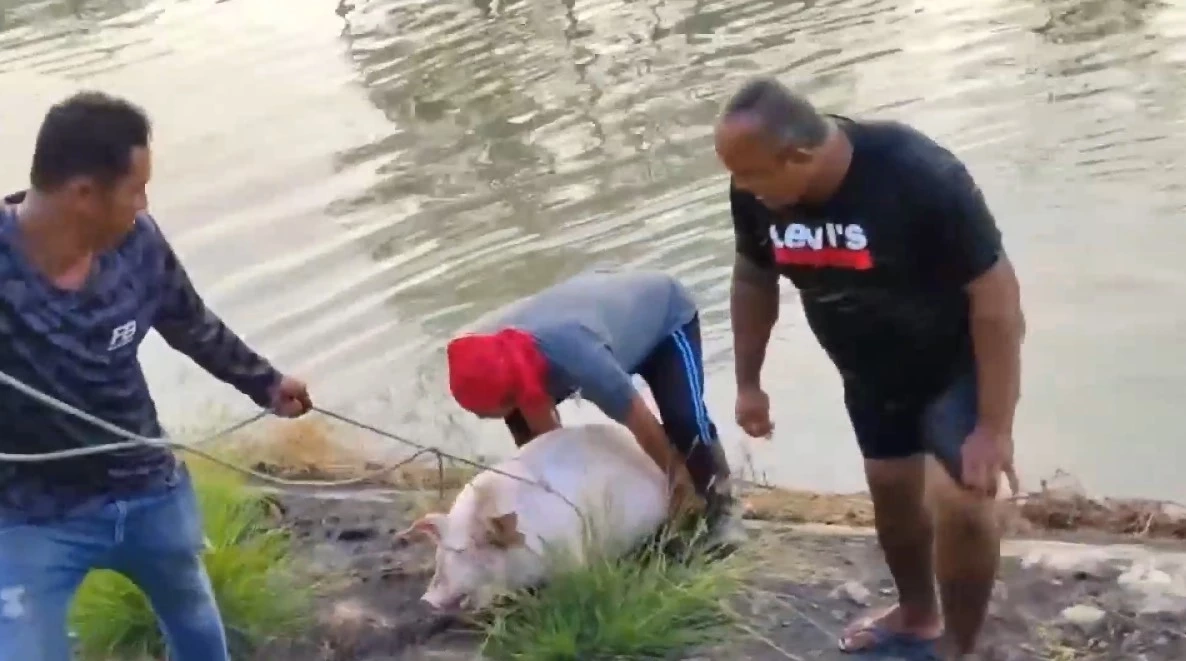 สลด รถบรรทุกหมูพลิกคว่ำตกคลอง หมูจมน้ำตายเกือบ100 ตัว