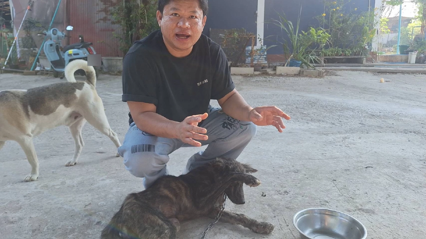 สงสารจับใจ "เจ้าลัคกี้" สุนัขถูกรถชน สู้ชีวิต เดินลากขา ไปขอข้าวชาวบ้านกิน