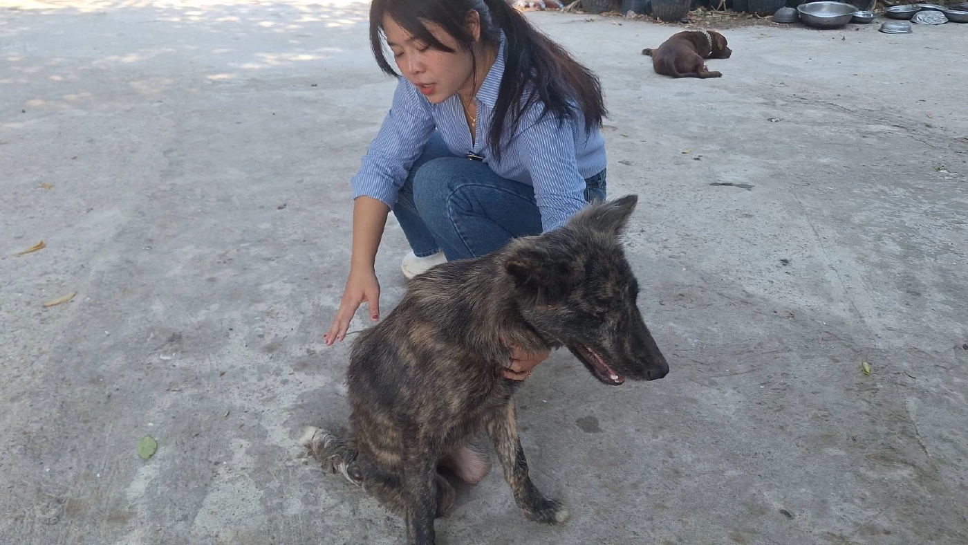 สงสารจับใจ "เจ้าลัคกี้" สุนัขถูกรถชน สู้ชีวิต เดินลากขา ไปขอข้าวชาวบ้านกิน