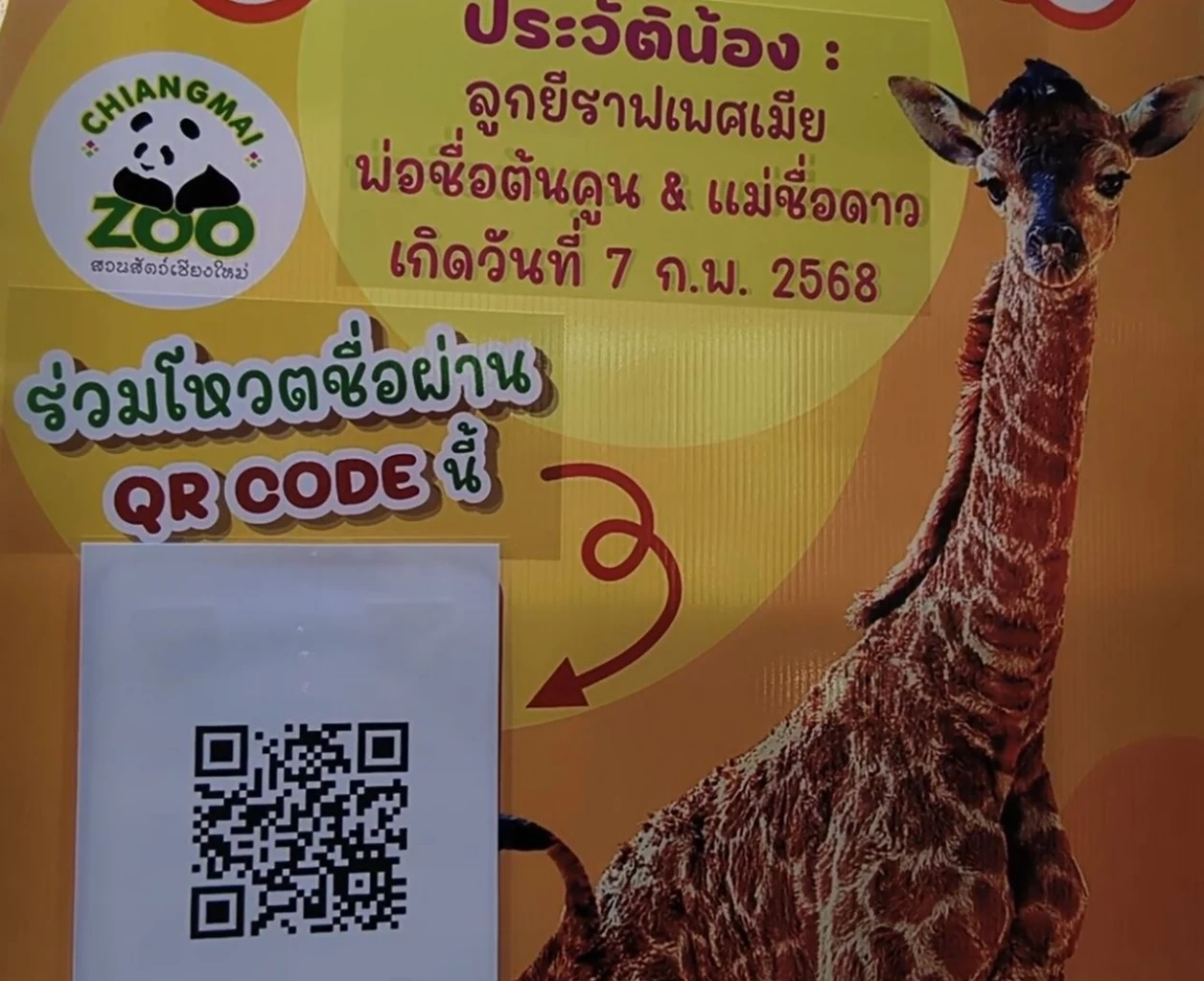 สวนสัตว์เชียงใหม่ เปิดตัวสมาชิกใหม่ "ลูกยีราฟ" พร้อมชวนโหวตชื่อ ลุ้นรางวัล