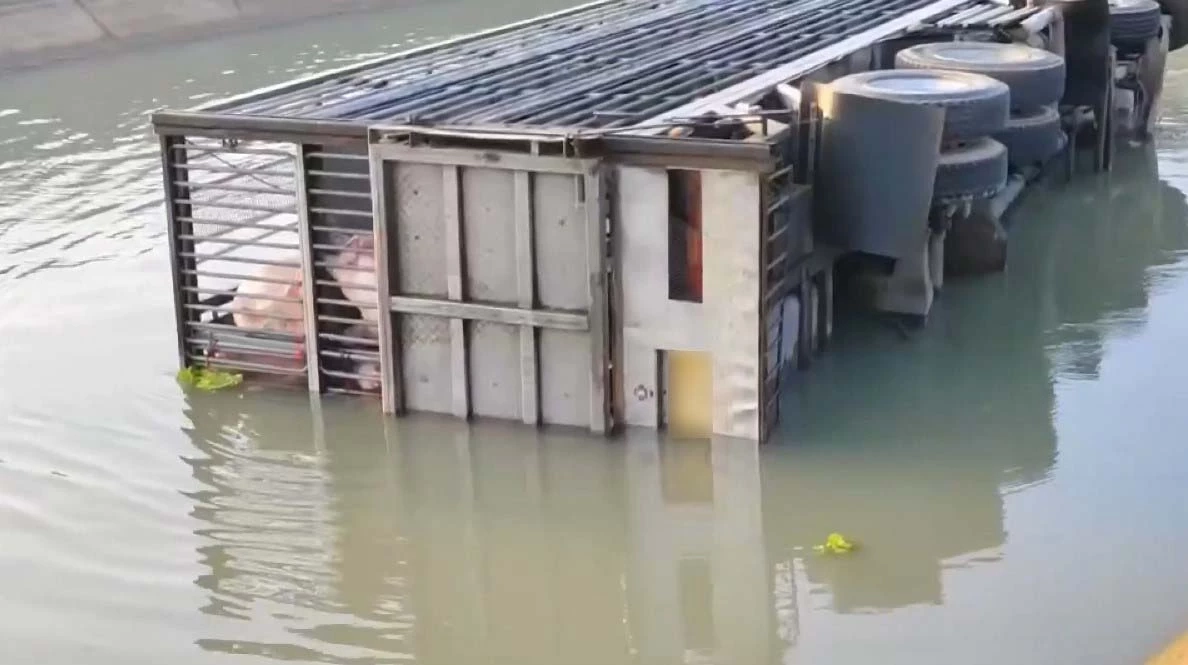 สลด รถบรรทุกหมูพลิกคว่ำตกคลอง หมูจมน้ำตายเกือบ100 ตัว