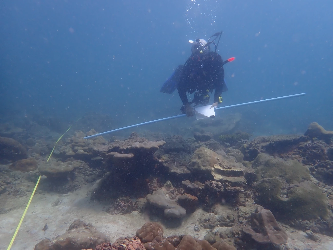 "ปะการังไทย"พ้นวิกฤต! ฟื้นตัวกว่า 60% เดินหน้าปลูกเพิ่ม 24 ไร่