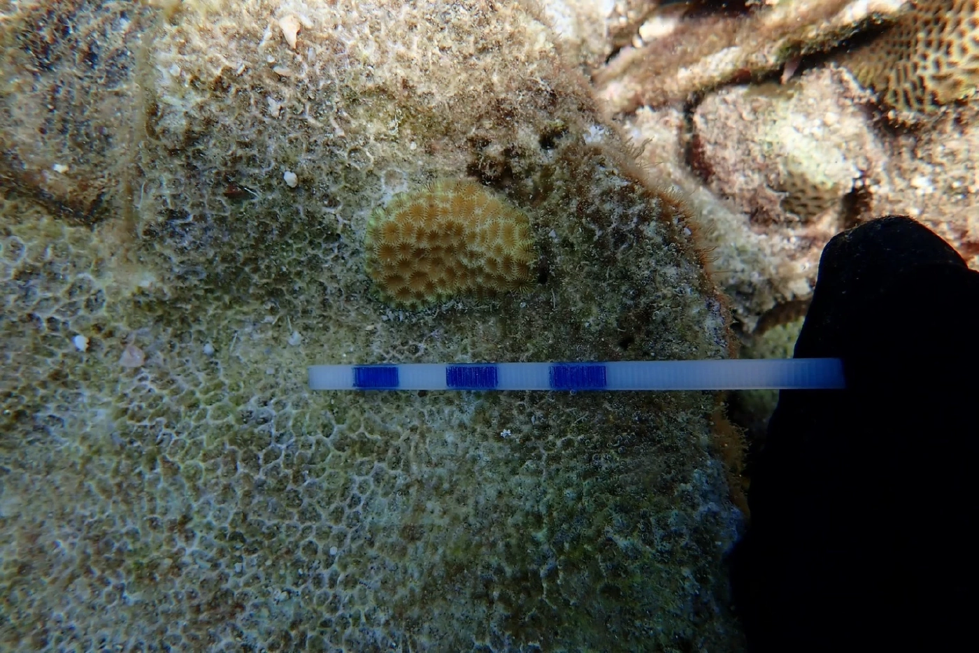 "ปะการังไทย"พ้นวิกฤต! ฟื้นตัวกว่า 60% เดินหน้าปลูกเพิ่ม 24 ไร่