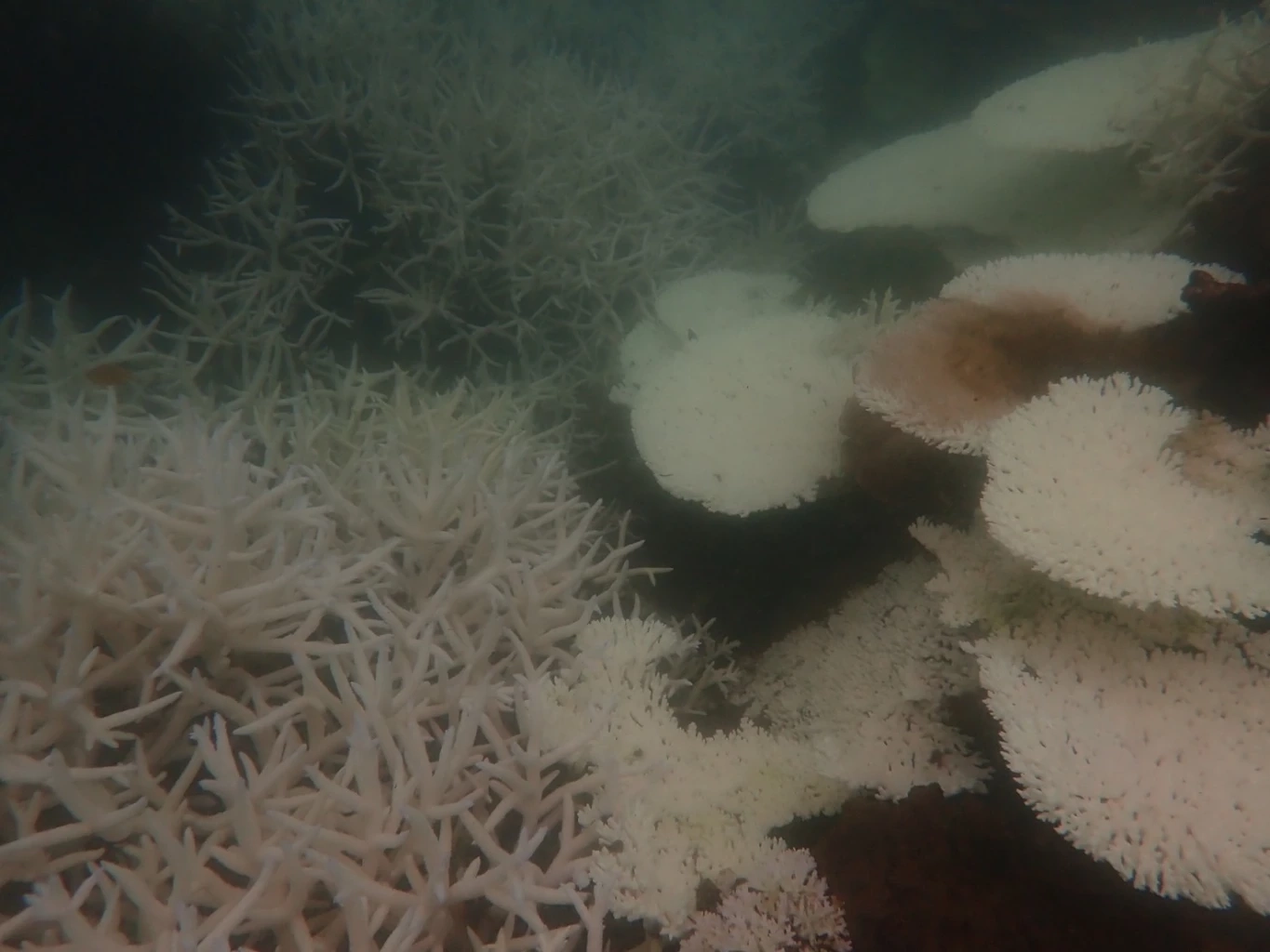 "ปะการังไทย"พ้นวิกฤต! ฟื้นตัวกว่า 60% เดินหน้าปลูกเพิ่ม 24 ไร่