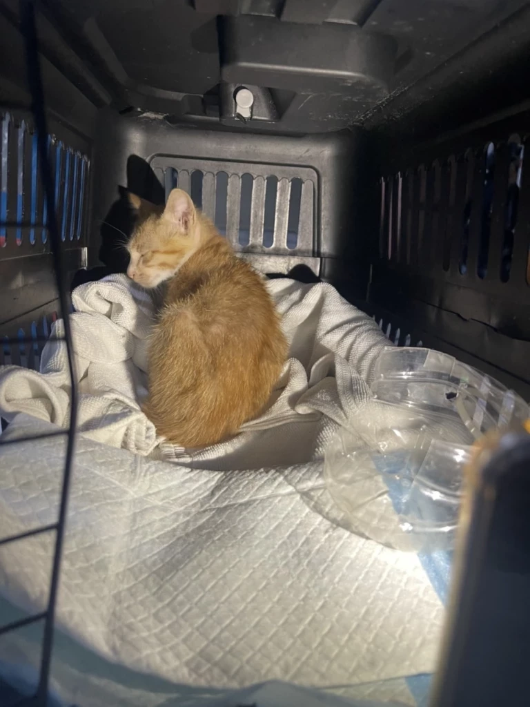 แมวส้มน้อย ในวันที่สุนัข K9 นารี และกู้ภัย ช่วยออกมาจากซากตึก สตง. (ภาพโดย ทีมข่าวเนชั่นทีวี)