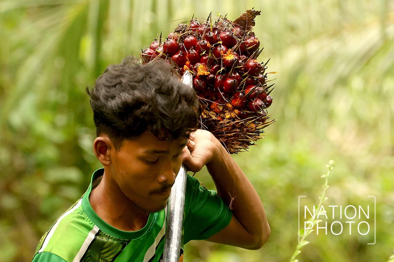 องค์กรปาล์มฯ ร้องรัฐเร่งปรับสูตรไบโอดีเซลเป็น B7 แก้ราคาตกต่ำ