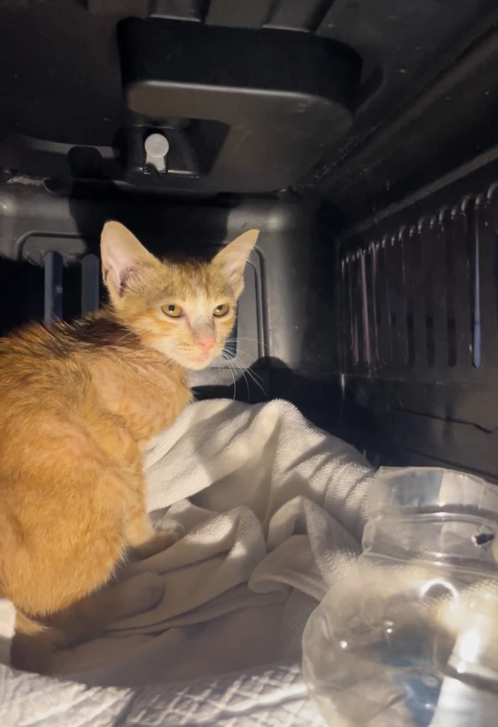 "K9 นารี" พบ "แมวส้ม" ติดซากตึก สตง. กู้ภัยช่วยออกมาได้ปลอดภัย