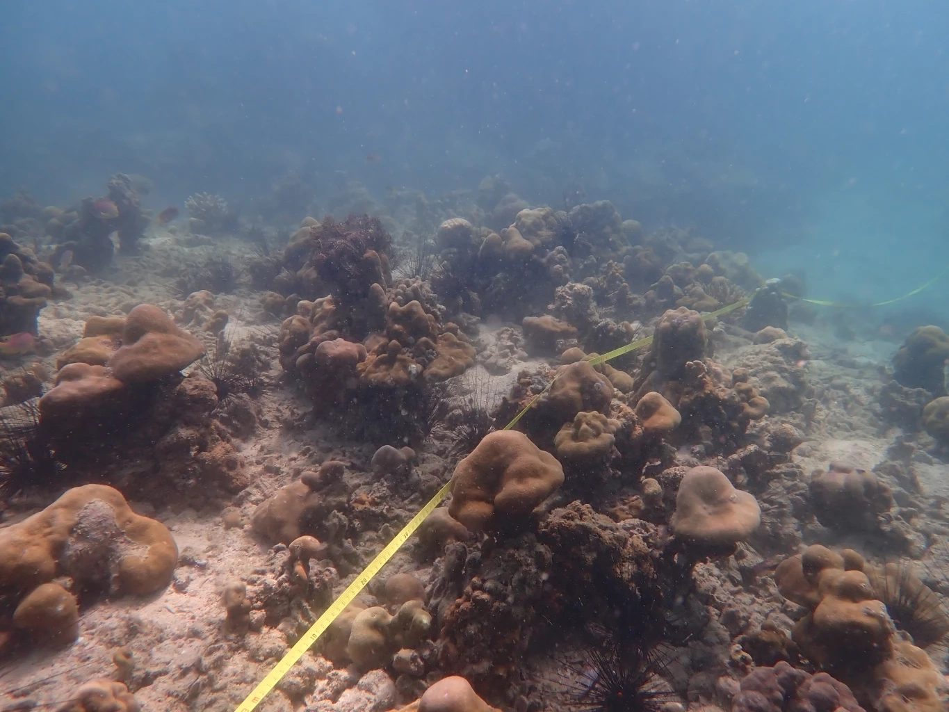 "ปะการังไทย"พ้นวิกฤต! ฟื้นตัวกว่า 60% เดินหน้าปลูกเพิ่ม 24 ไร่