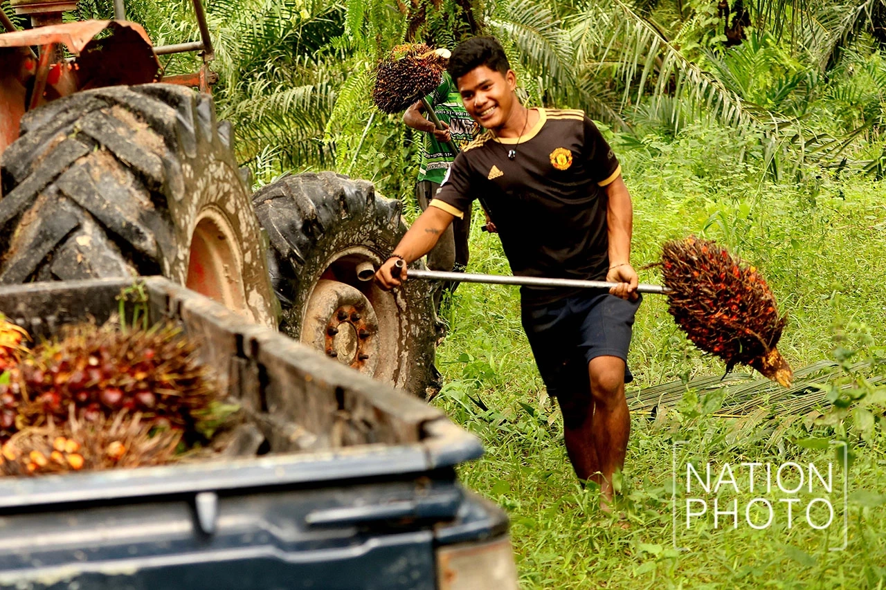 องค์กรปาล์มฯ ร้องรัฐเร่งปรับสูตรไบโอดีเซลเป็น B7 แก้ราคาตกต่ำ