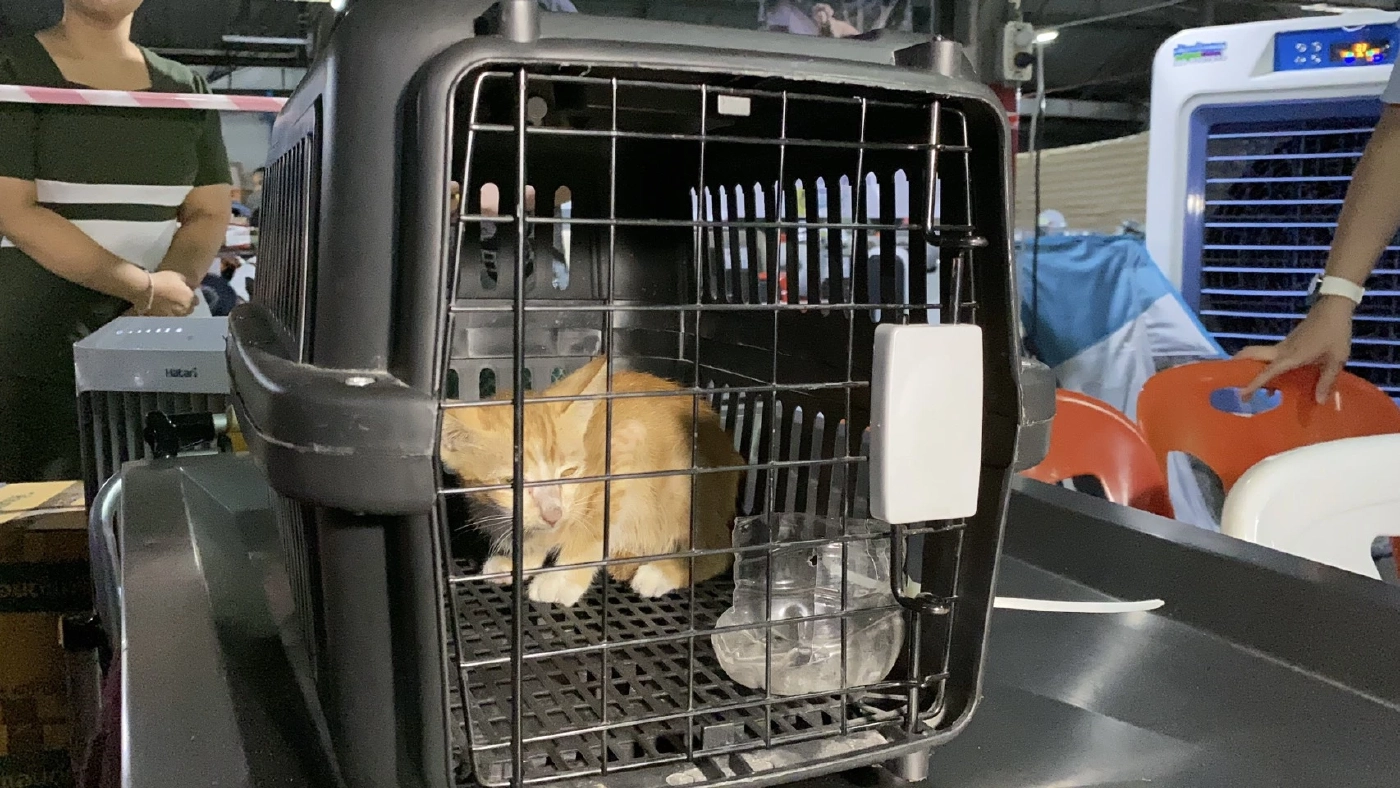 "K9 นารี" พบ "แมวส้ม" ติดซากตึก สตง. กู้ภัยช่วยออกมาได้ปลอดภัย