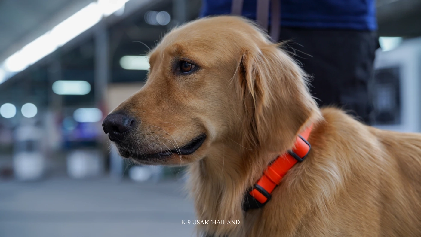 ขอบคุณภาพ : K9 USAR THAILAND