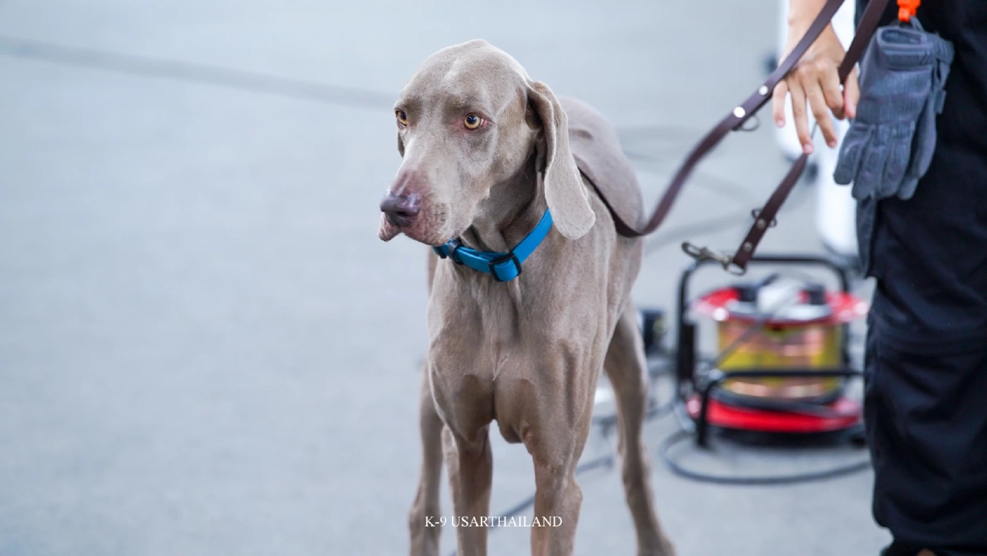 ขอบคุณภาพ : K9 USAR THAILAND