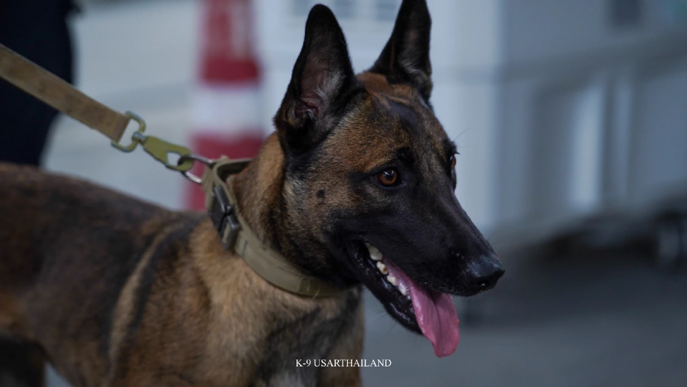 ขอบคุณภาพ : K9 USAR THAILAND