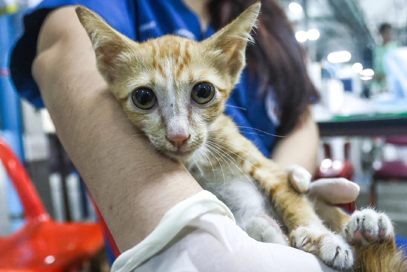 แมวส้มน้อย ในวันที่สุนัข K9 นารี และกู้ภัย ช่วยออกมาจากซากตึก สตง. (ภาพโดย NationPhoto)