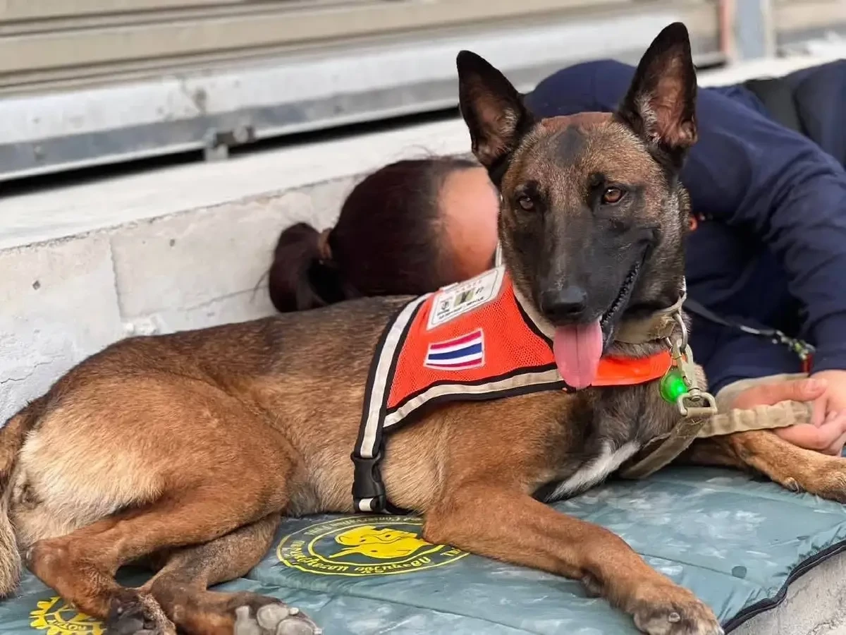 สุนัขกู้ภัย K9 นารี (ขอบคุณภาพจาก เพจ กู้ภัยหมาแมว)