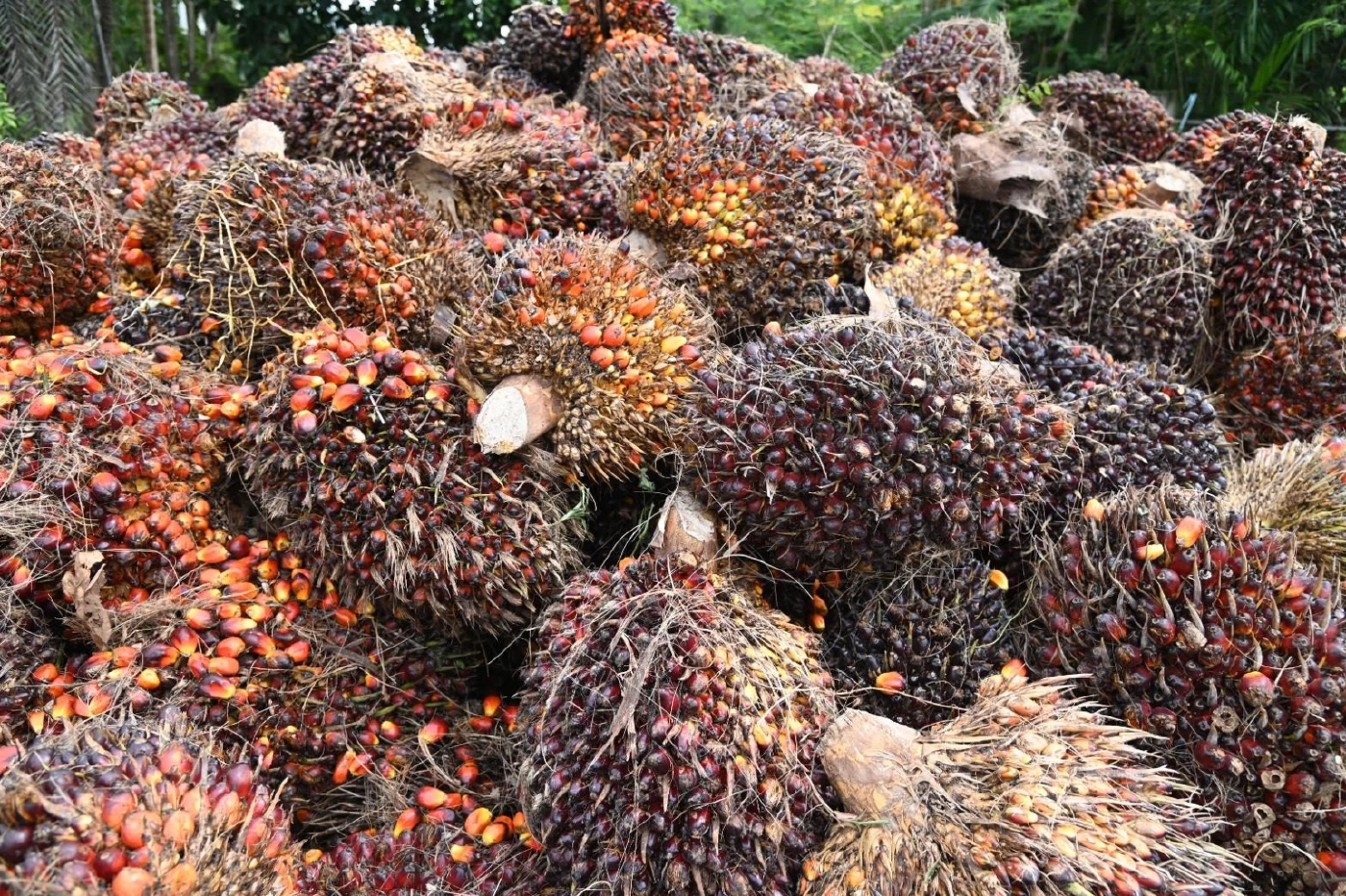 พาณิชย์คุมเข้มจุดรับซื้อปาล์ม 8 จังหวัดใต้ ดันราคาช่วยเกษตรกร