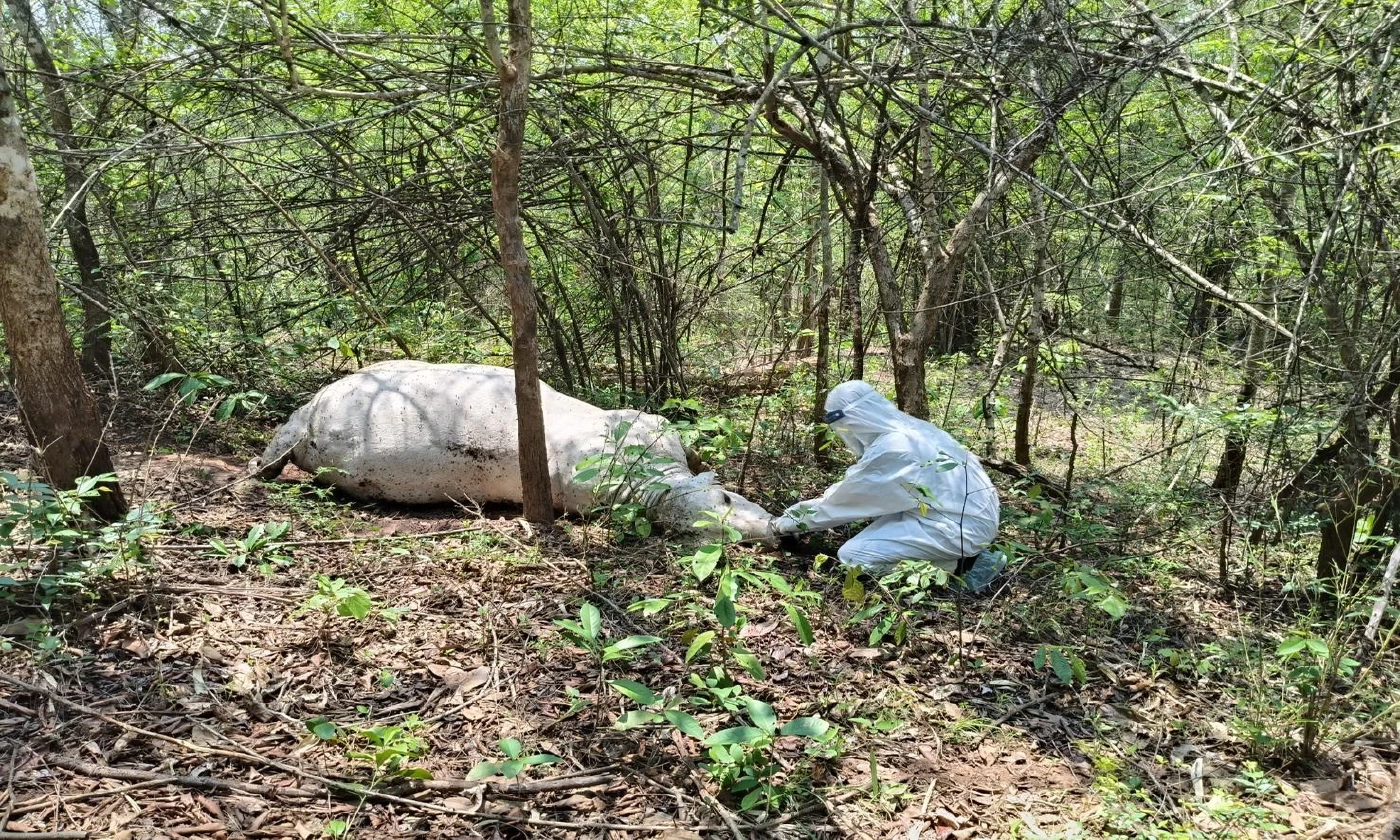 อัปเดตสถานการณ์ "โรคแอนแทรกซ์" มุกดาหาร พบกลุ่มเสี่ยง 638 ราย