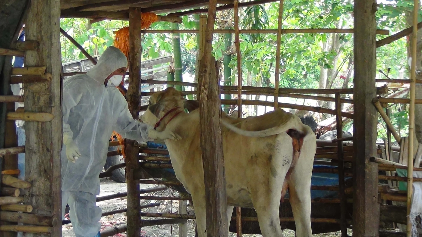 โรคแอนแทรกซ์ ใกล้ตัวเกษตรกร เกิดจากอะไร การติดต่อ การป้องกัน